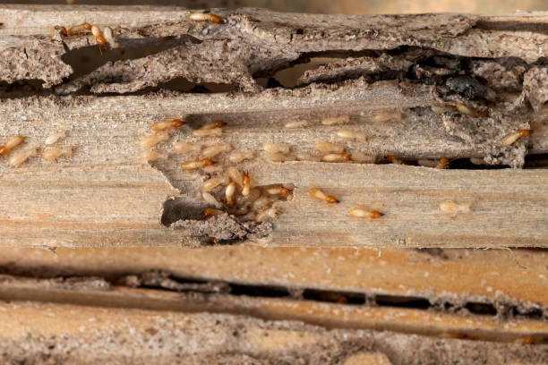 Best Pest Inspection Near Me  in Wmette, IL